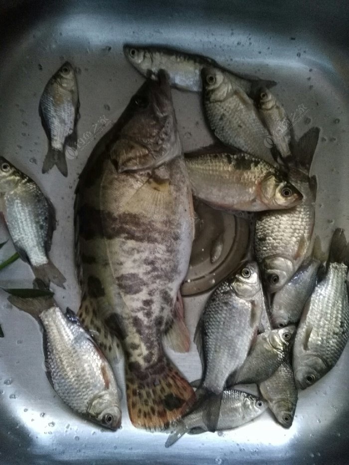 今天早上野钓收获 自制饵料钓鳜鱼