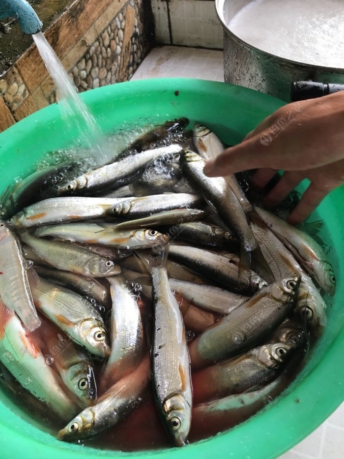 郴州东江湖之旅…鱼获满满