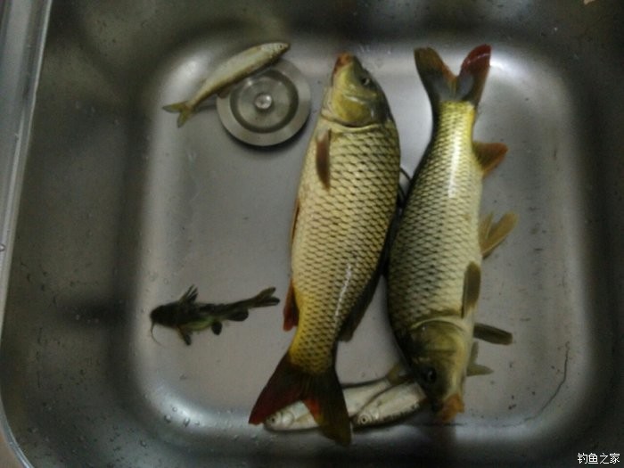 自制饵料钓鲤鱼