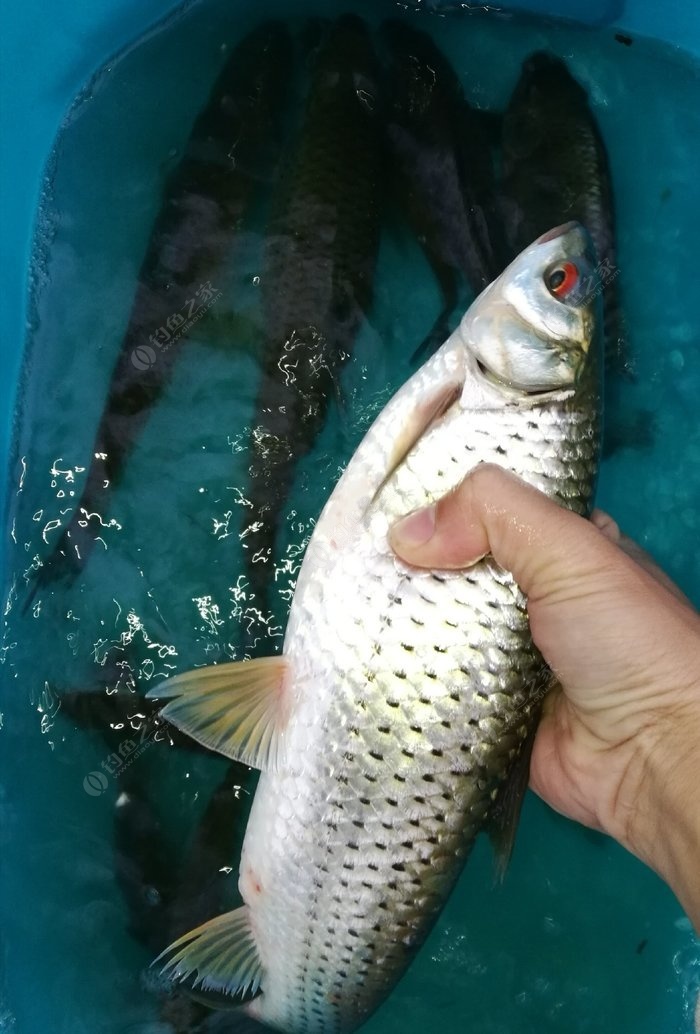 野钓百色杨圩水库斩获数尾红眼鳟