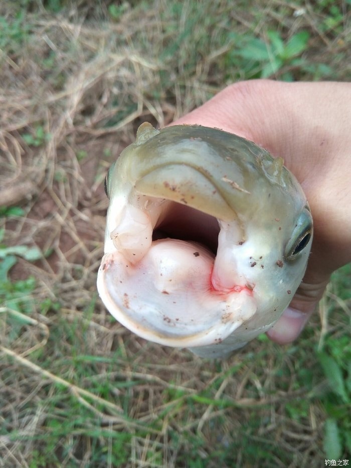 这条草鱼的嘴真的很丑很丑 自制饵料钓黑鱼