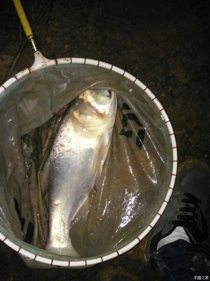 康阳,夜钓 天元饵料钓鲢鳙鱼