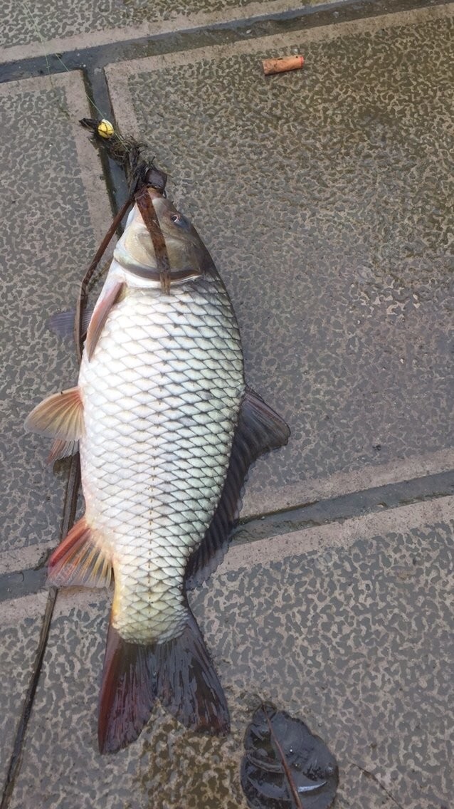 杞麓湖 拟  饵:      鱼  种: 其他 路亚改装成台钓天天都钓到大鲤鱼