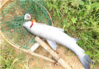 冬季钓青鱼用饵与选位技巧