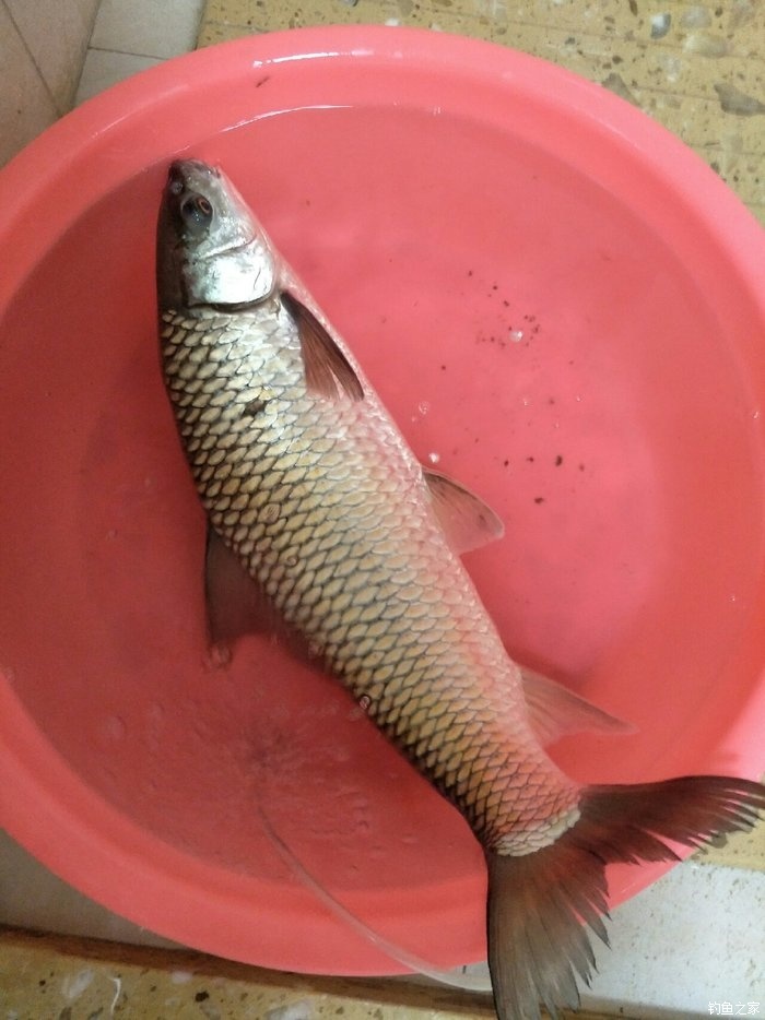 飞来湖大泰鲮