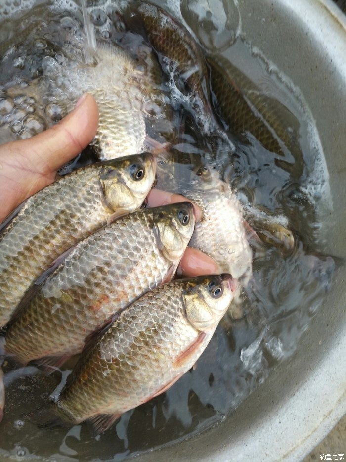 野生小鲫鱼 蚯蚓饵料钓鲫鱼