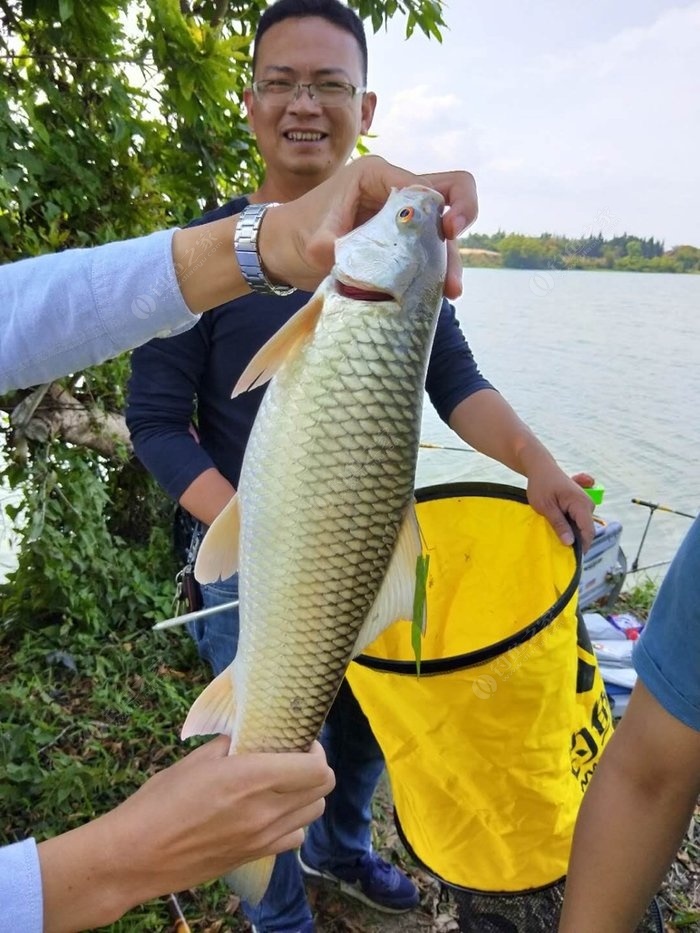 漂亮的泰鲮.