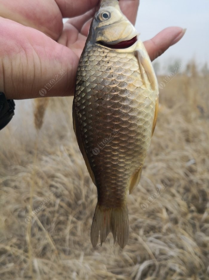 黄金鲫鱼黄金色,漂亮!