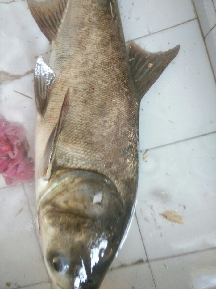 天热钓胖头 自制饵料钓鲢鳙鱼