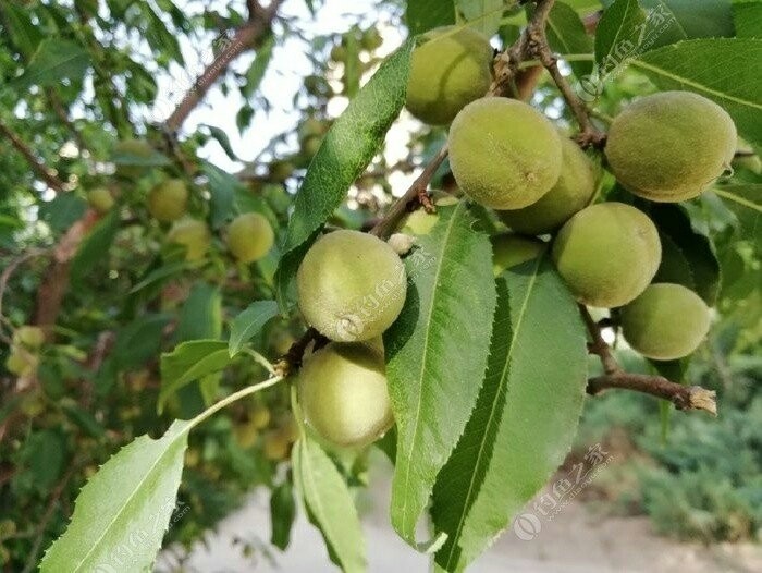 枝繁叶茂果实累累的野生桃子