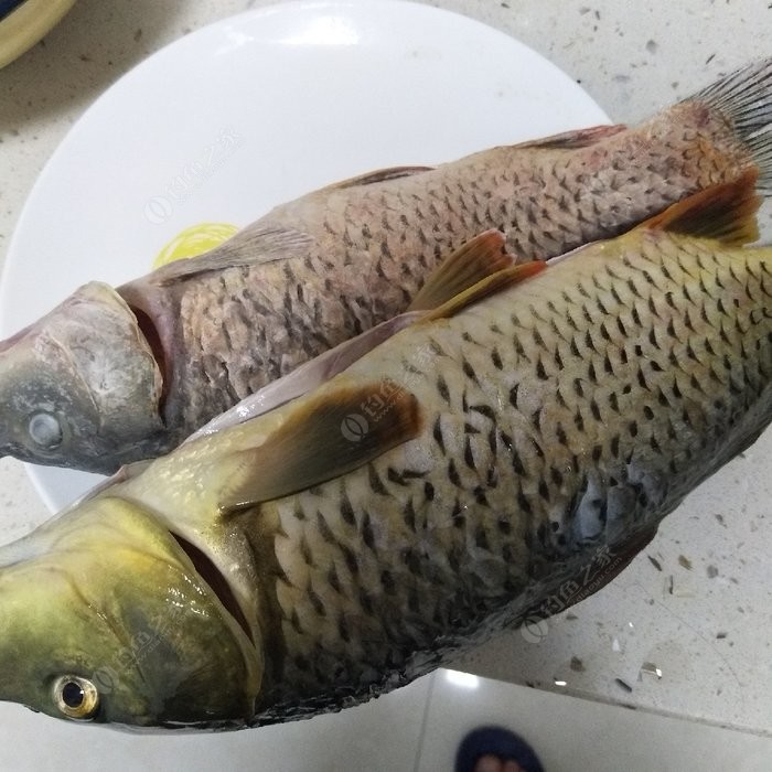 淇河野钓鲫鱼鲤鱼123