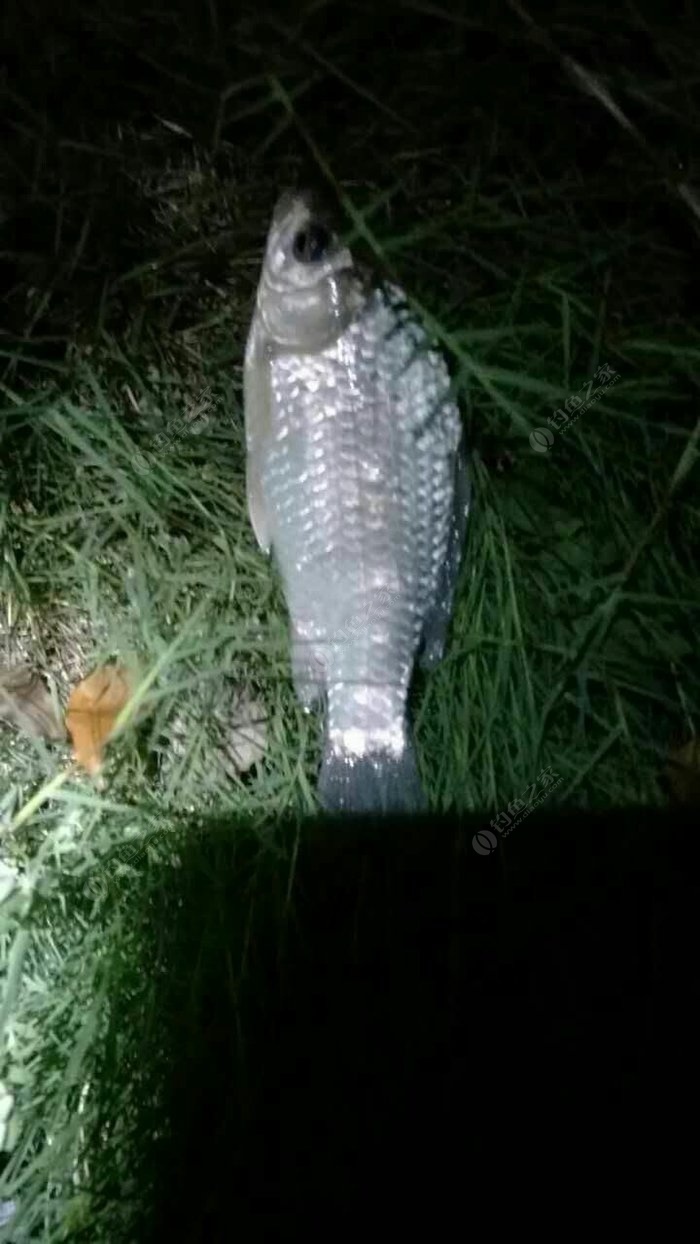 夜钓口不错 钓鱼之家饵料钓鳊鱼