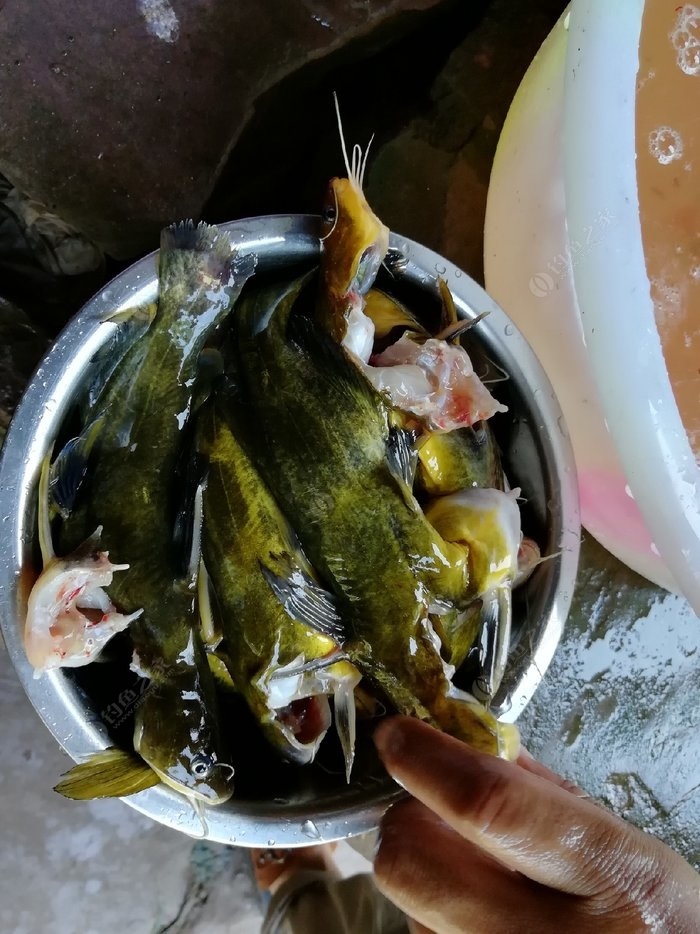 黃辣丁,黃顙,黃古,黃刺魚,三角蜂,嘎牙子