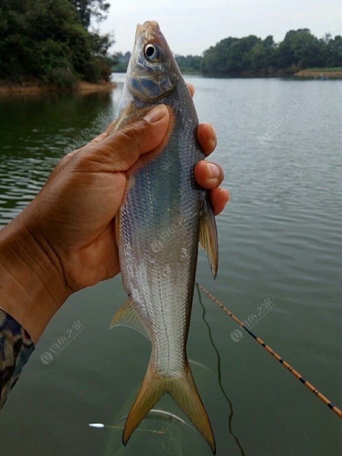 爽釣大白刁,胖頭連桿上 自制餌料釣翹嘴