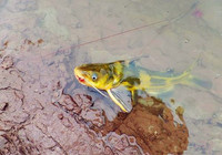 黄颡鱼秋季最佳垂钓时间与用饵