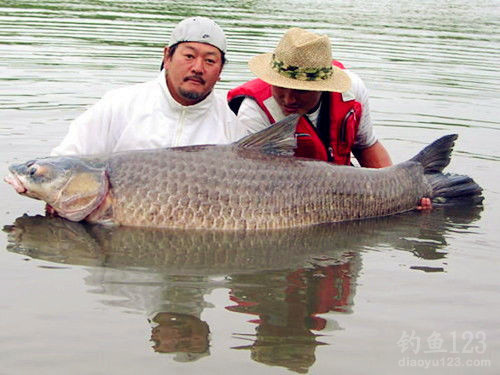 釣魚圖片