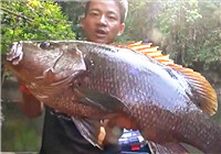 《路亞釣魚視頻》 男子熱帶雨林釣大魚