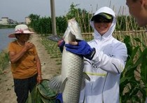 小貓釣魚