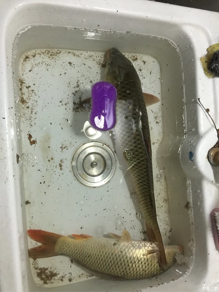 白塔擒老鯉 老鬼餌料釣鯽魚 - 釣魚之家