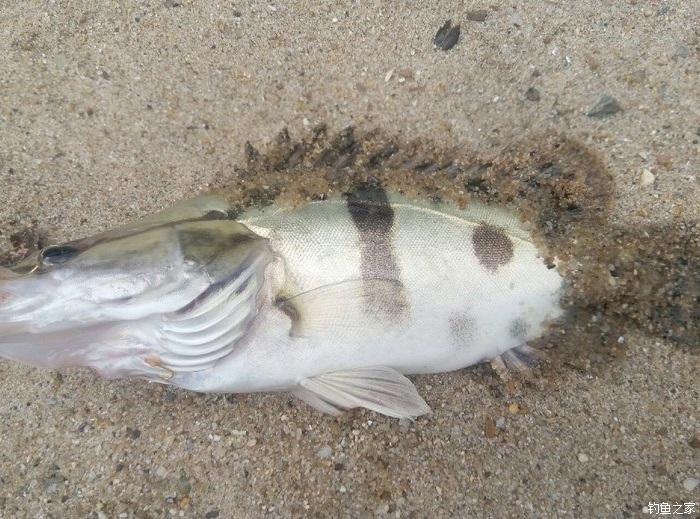 洞庭湖城陵码头野钓,每天都是几斤, 