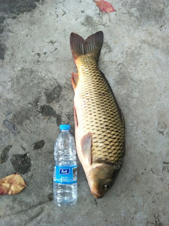 交流鱼饵:刘家峡水库野钓,蚯蚓和颗粒,玉米 