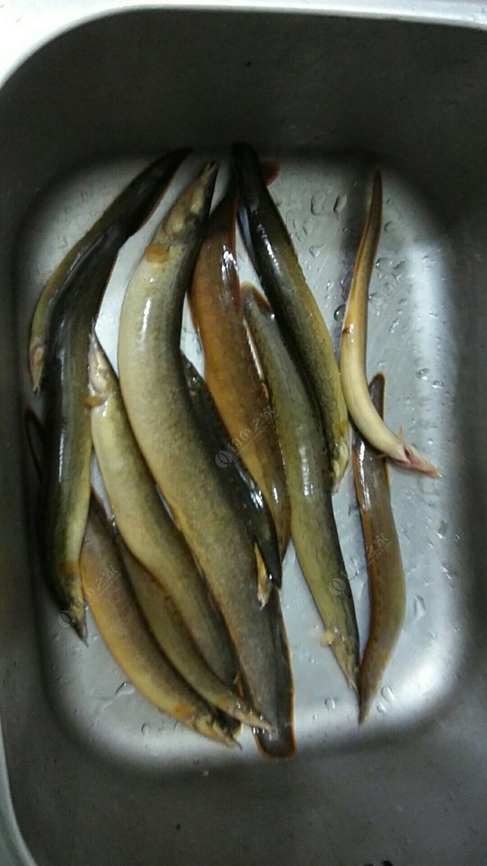 纳锥鱼养殖图片