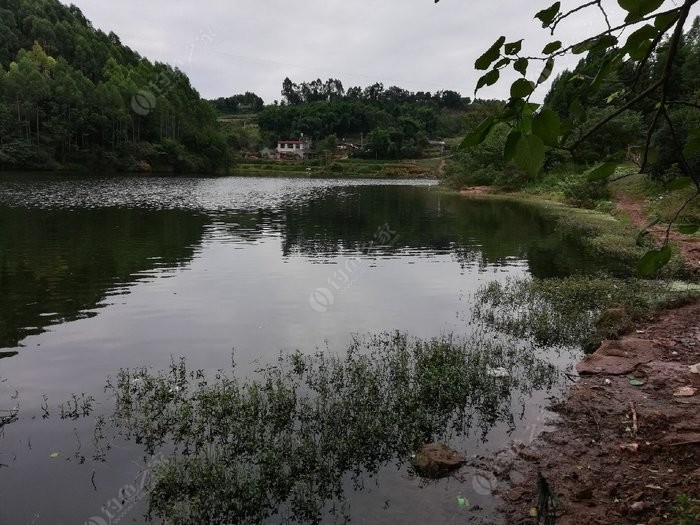 根据钓友发帖,试钓仁寿红旗水库