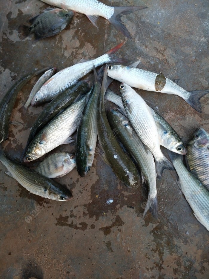 南渡江鱼类图片