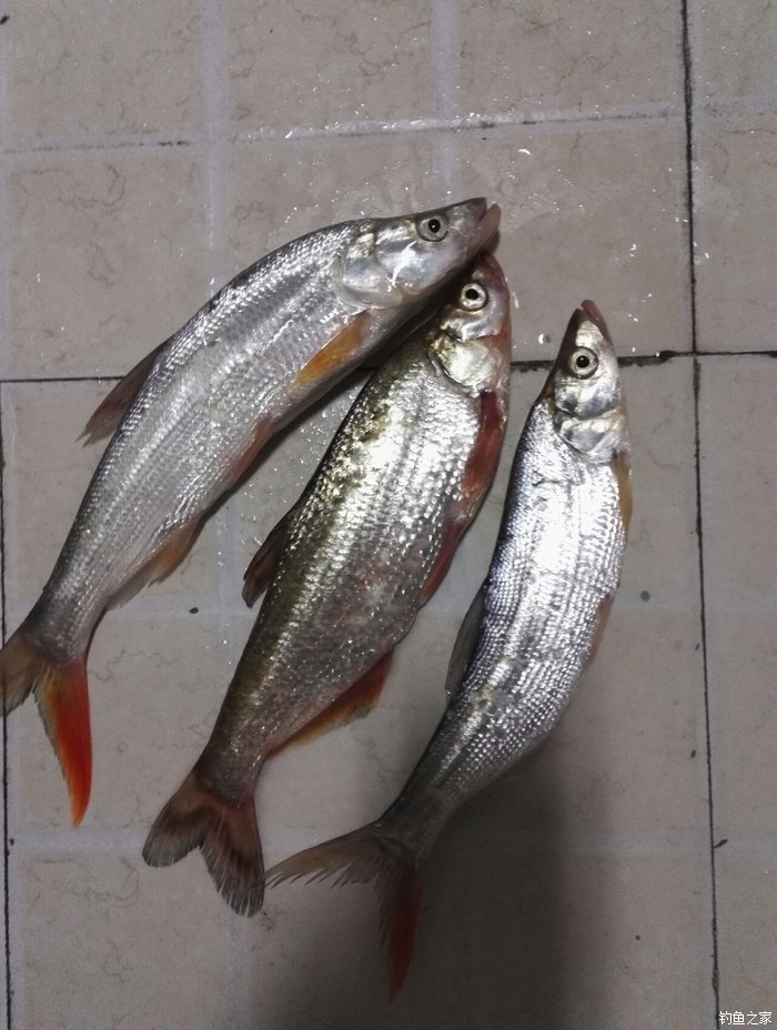 總祘釣點魚了 老鬼餌料釣翹嘴