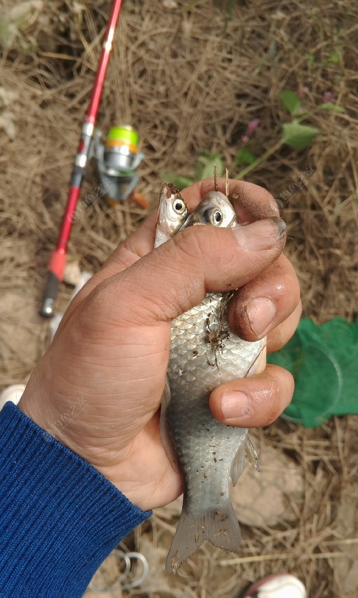 海竿 手竿钓鲫 蚯蚓饵料钓鲫鱼