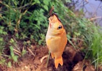 野釣鯽魚小雜魚太鬧如何解決