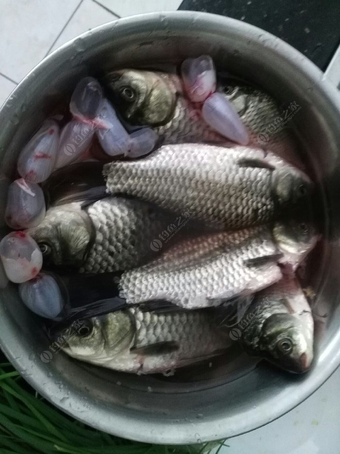 土鯽魚,不認識土鯽魚的對比下