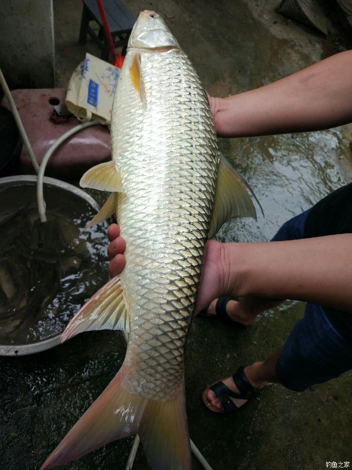 邕江孟加拉鱼图片