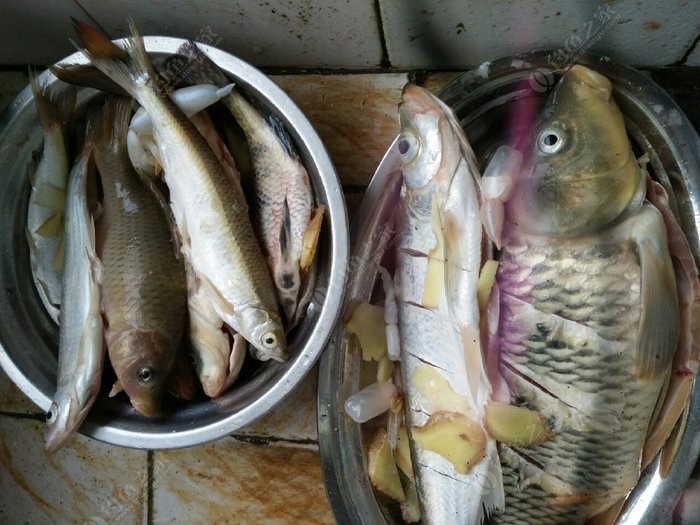 鲤鱼口太轻啦 老鬼饵料钓罗非鱼