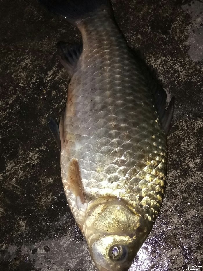 车田夜钓,鲫鱼不错,搞得杆都段了, 自制饵料钓马口鱼