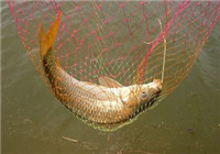 资深渔者分享冬钓鲤鱼最重要的四种技巧