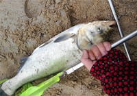 垂釣漁獲日記 意外的大鰱魚