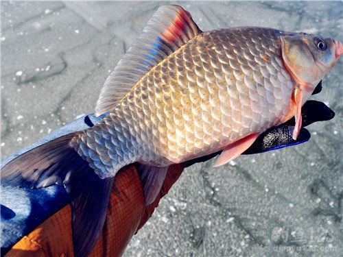 釣鯽魚