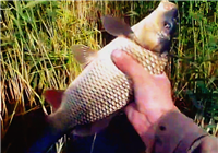 《垂钓对象鱼视频》 男子芦苇荡作钓 玉米饵收获鲤鱼
