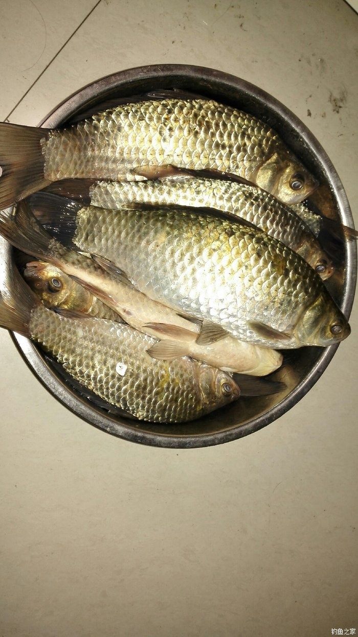 龍王恨餌料釣鯽魚