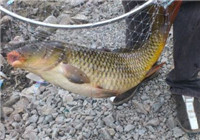 冬季钓鲤鱼饵料的配置与打窝技巧（上）