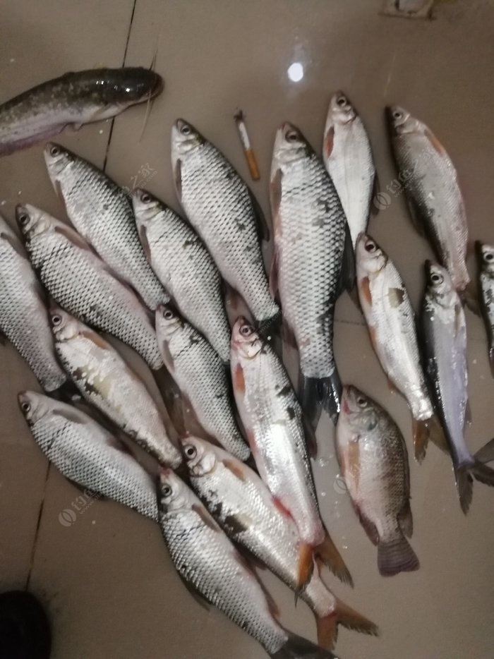 南渡江的鱼类品种图片
