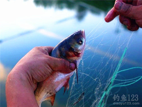 釣鰱鳙餌料