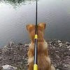 鱼渔娱__