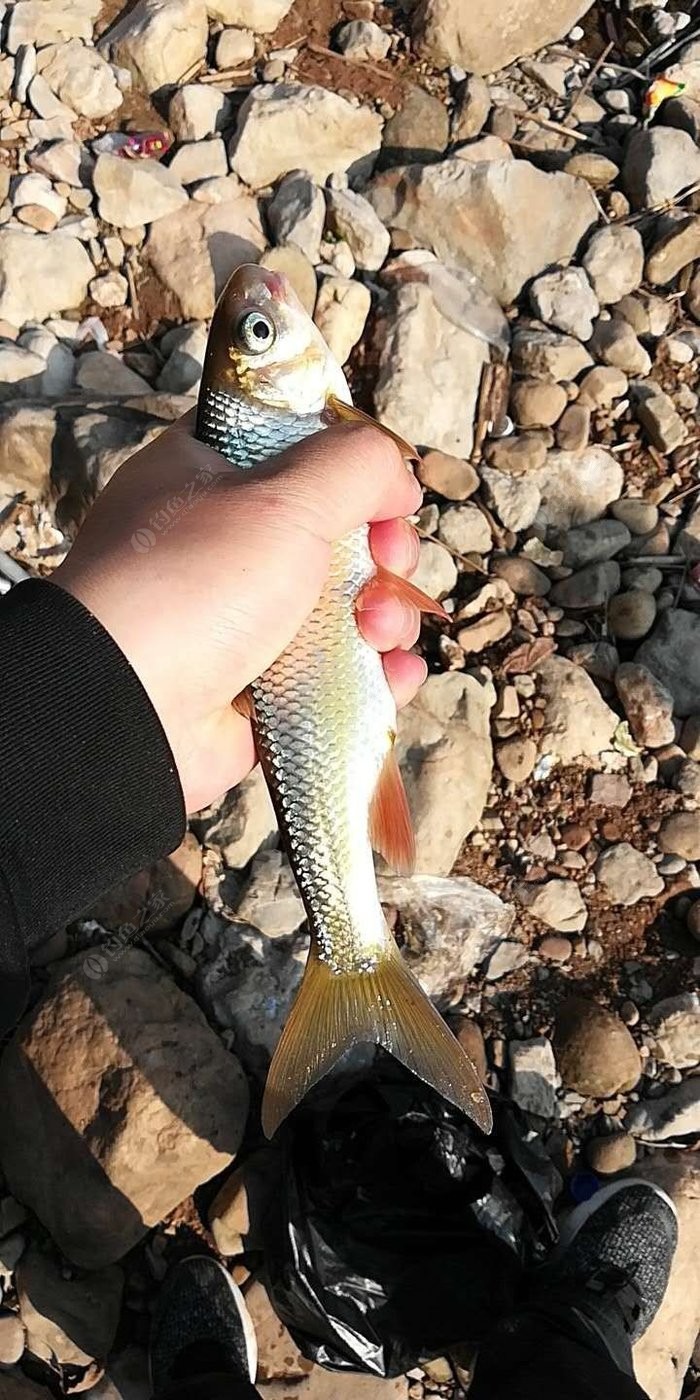 各位钓鱼这个鱼的学名是什么
