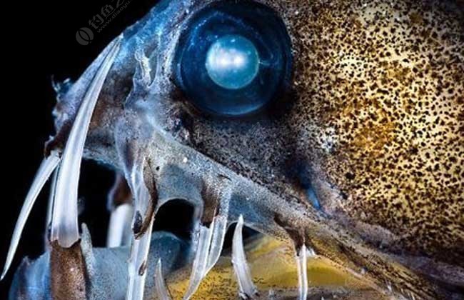 海洋十大毒鱼的照片图片