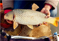 草湖垂釣日記 漁獲不在多少只顧心情