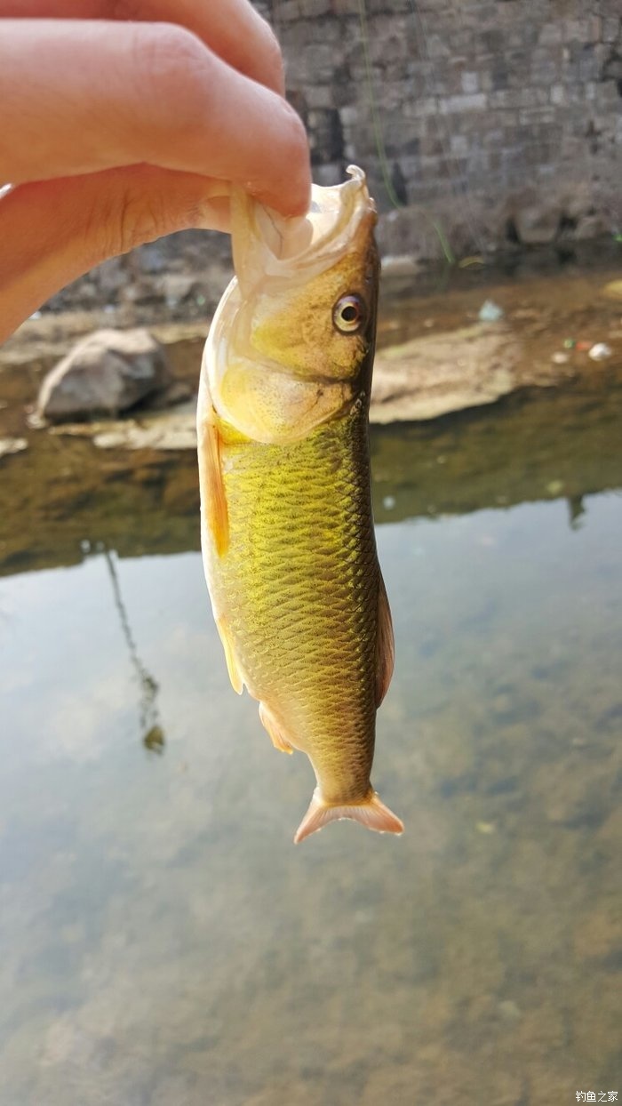 飞根钓鱼拟饵图片