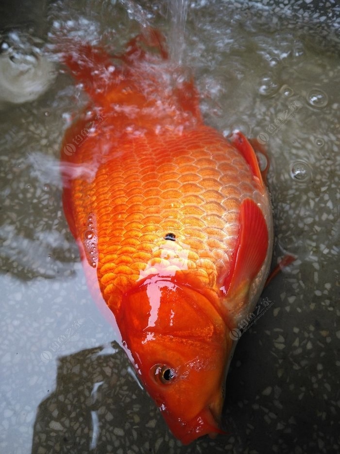野生红鲤鱼跟普通鲤鱼图片