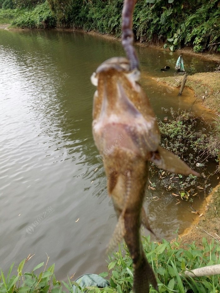 看我这水黄蜂